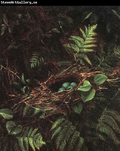 Fidelia Bridges Bird's Nest and Ferns